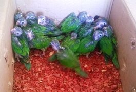 BPA faz apreensão de 87 aves silvestres que seriam vendidas em AL