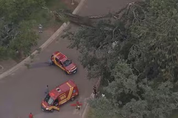 Três pessoas ficam feridas após árvore cair no Parque Ibirapuera
