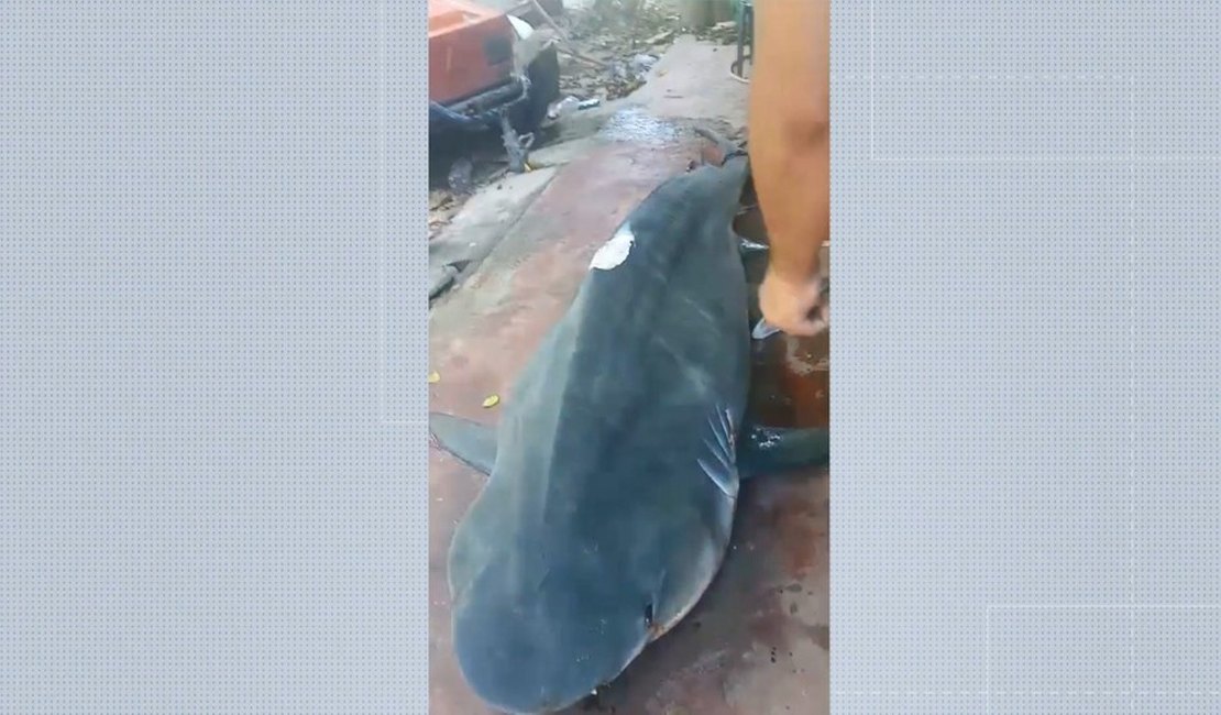 Tubarão de quase 300 kg é pescado no litoral do ES