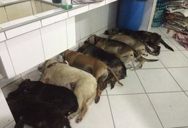 Gestor do Neafa é citado como suspeito de envenenar animais