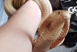 Estudante de veterinária fica em coma após ser picado por cobra Naja