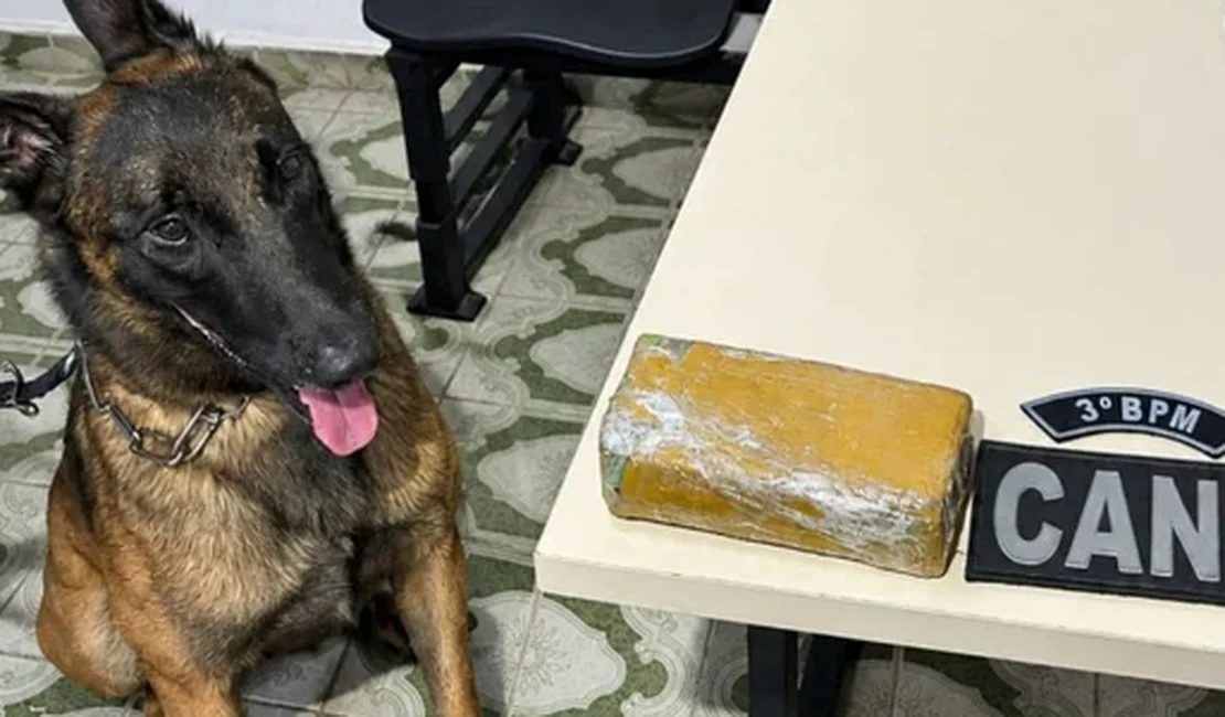 Cão farejador localiza 535 gramas de maconha em casa abandonada em Arapiraca