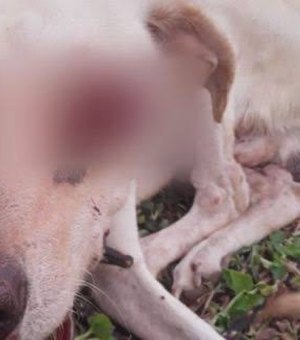 Veterinários diagnosticam tumor em cachorro agredido em Major Izidoro