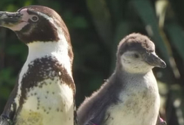 Casal de pinguins do mesmo sexo choca ovo de espécie em extinção