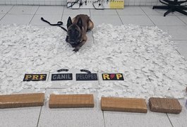 Operação intercepta carga de drogas avaliada em R$ 500 mil e prende traficante em Canapi