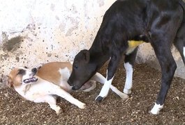 Cadela 'adota' e amamenta bezerra em fazenda de Guaçuí, ES