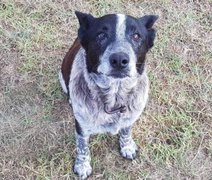 Cão surdo e parcialmente cego ajuda a resgatar menina desaparecida