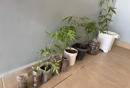 Homem de 21 anos é preso cultivando nove vasos com maconha, em Arapiraca