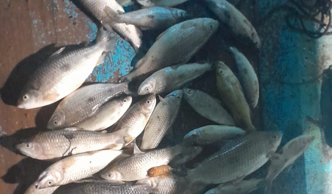 Centenas de peixes aparecem mortos na Lagoa de Jequiá da Praia, Litoral Sul de Alagoas