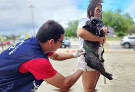 Arapiraca inicia vacinação antirrábica para cães e gatos na terça (19)