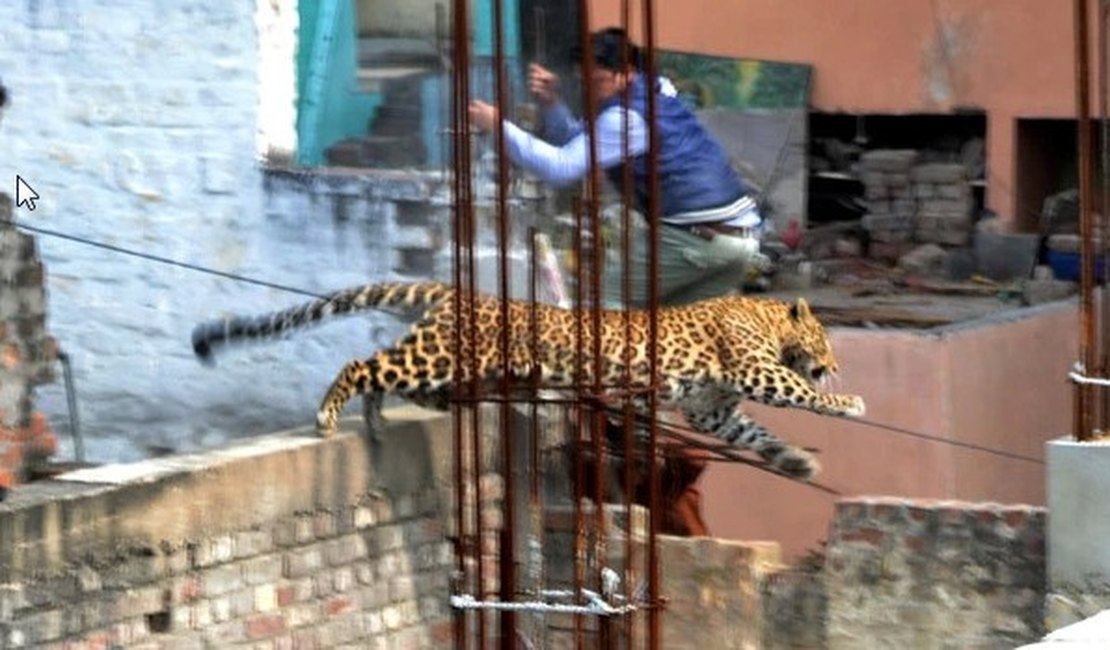 Leopardo causa susto em cidade da Índia