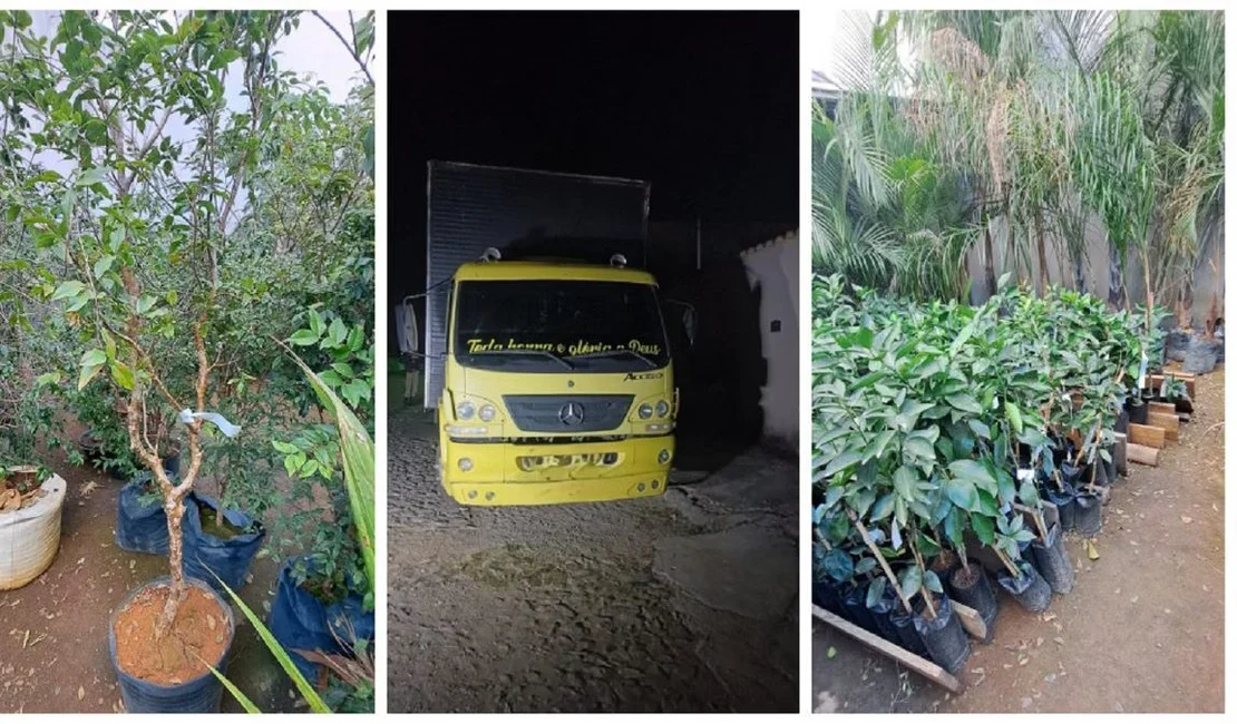 Dono de floricultura é preso após furtar R$ 300 mil em mudas de concorrente