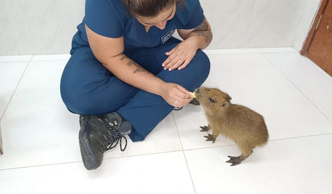 Filhote de capivara tratado em Alagoas ganha novo lar em zoológico em Fortaleza