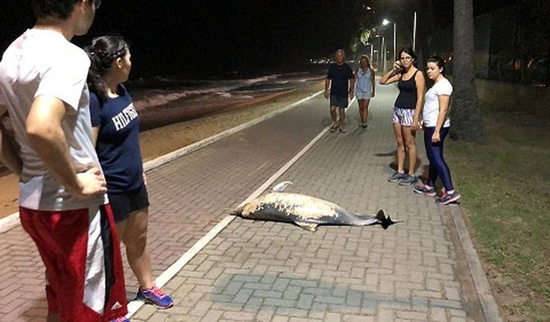 Golfinho é encontrado morto, com corte no pescoço, em praia de Maceió