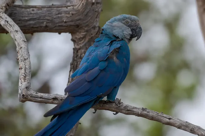 Ararinhas-azuis recapturadas testam positivo para vírus letal