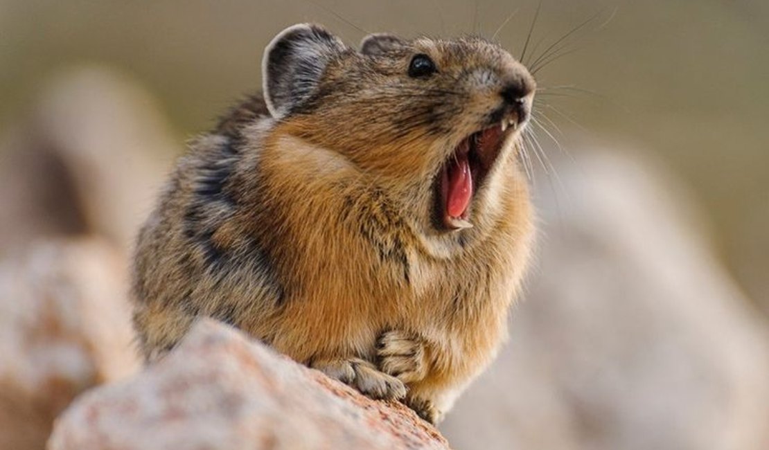 Pika de 20 centímetros está sob ameaça de extinção