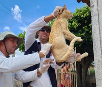 Arapiraca realiza Dia “D” de vacinação antirrábica para cães e gatos neste sábado (6)