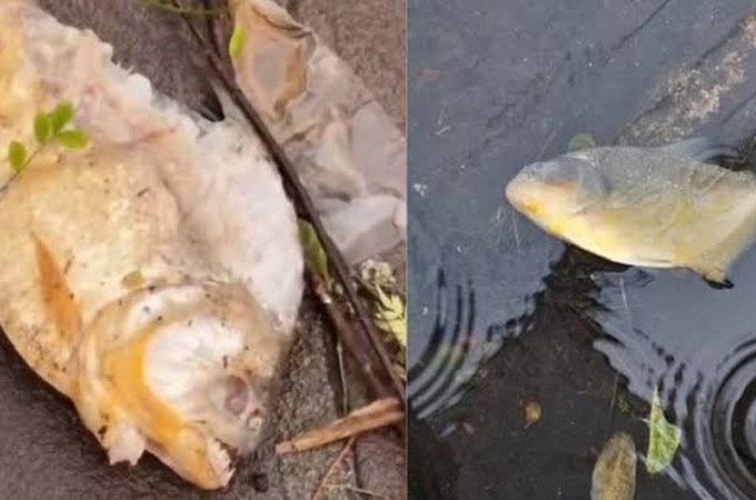Após inundações, piranhas aparecem em ruas de Porto Alegre