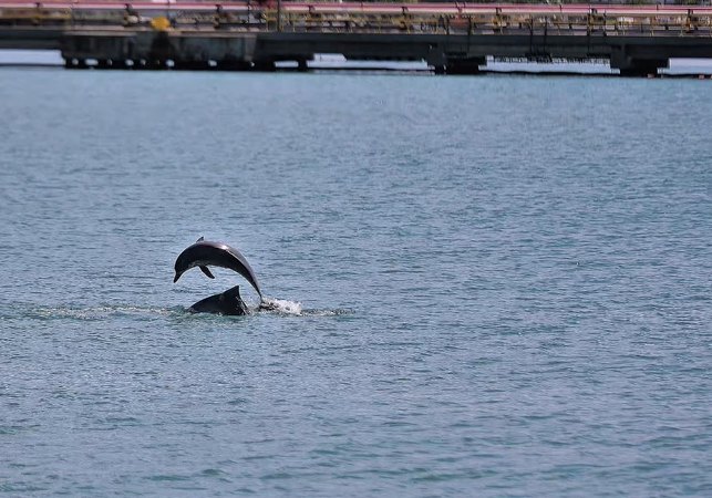 Golfinhos dão espetáculo no Porto de Maceió e surpreendem turistas de cruzeiro