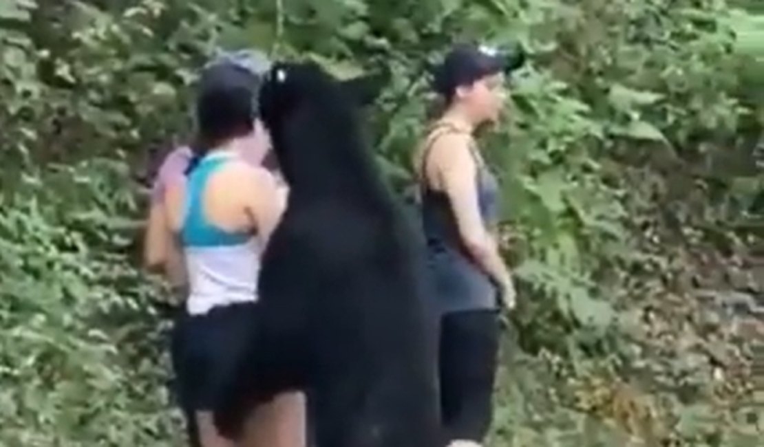 Vídeo. Urso tenta morder e agarrar perna de mulher que passeava em parque no México