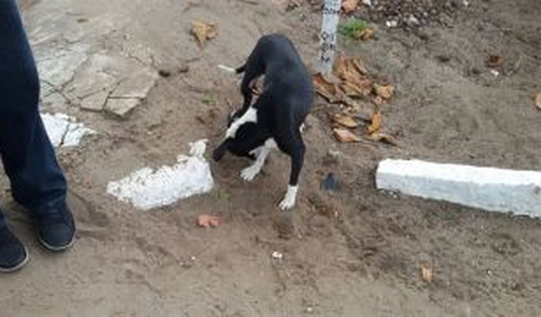 MP flagra cachorro roendo ossos humanos em cemitério de Maceió