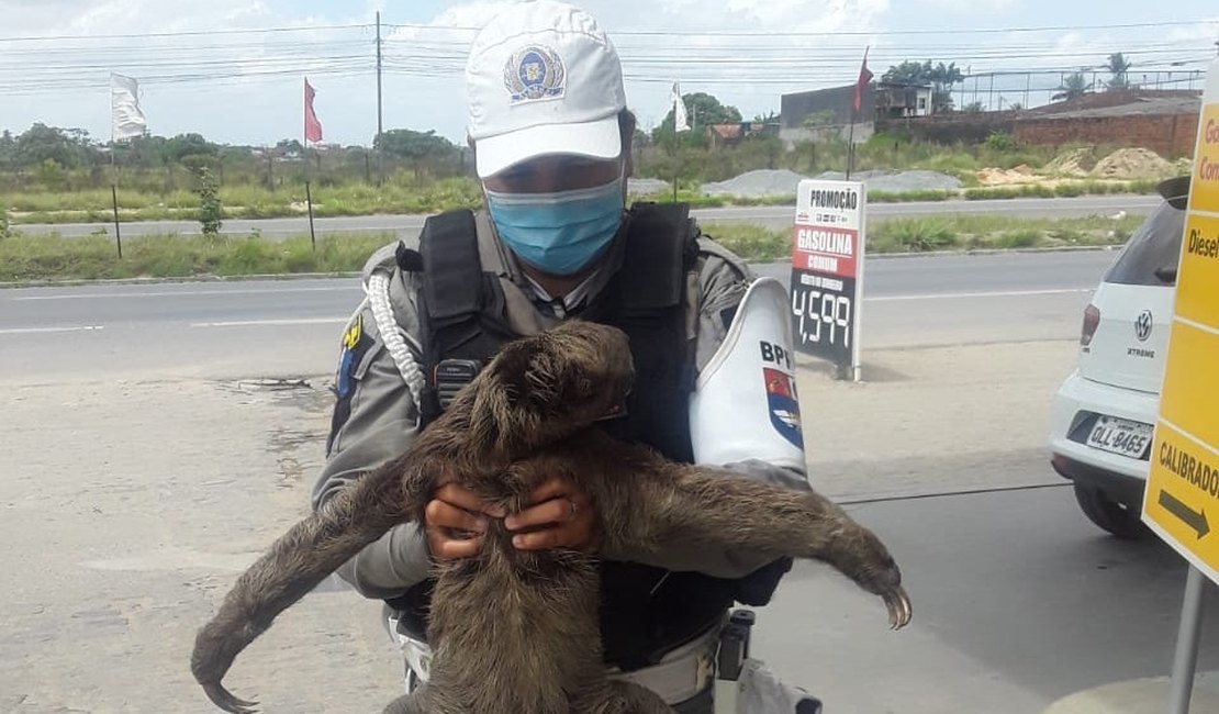 BPRv resgata preguiça que estava vagando pela BR 104, no interior alagoano