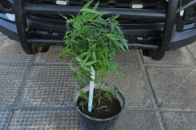 Polícia apreende planta de maconha em estufa durante ação em Junqueiro