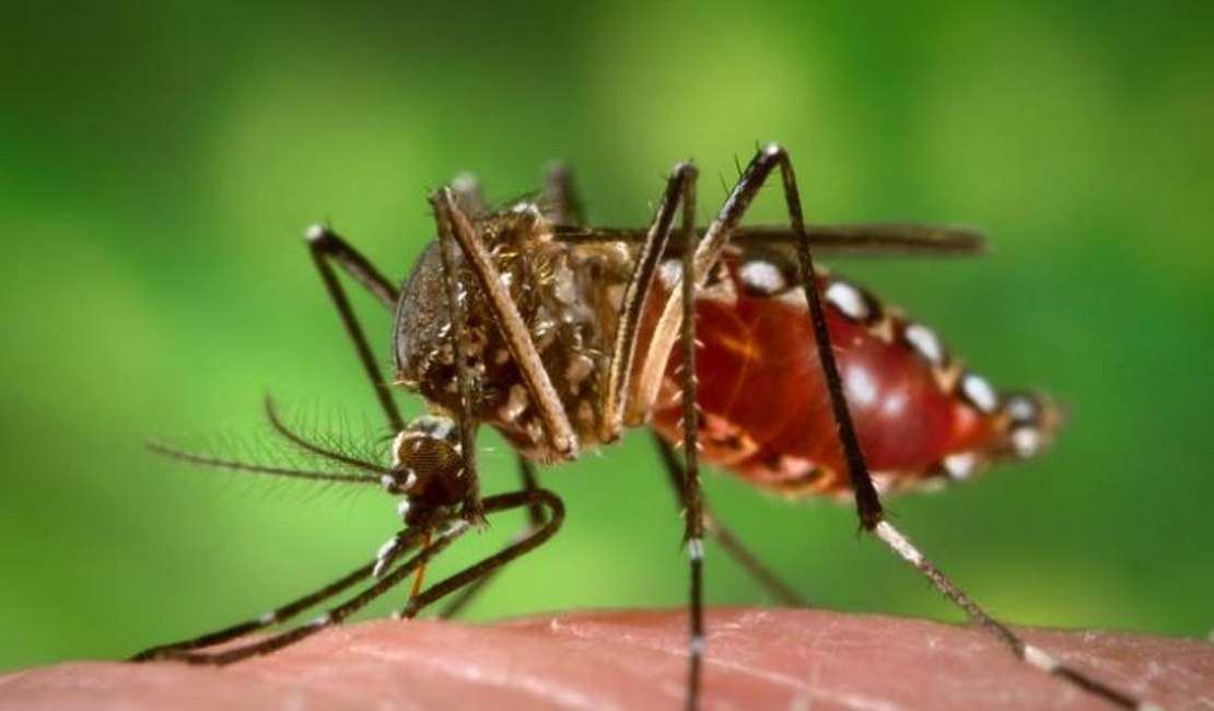 Casos de dengue em Alagoas crescem 85% em 2015, aponta Sesau