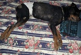 Dono de cachorro enterrado vivo deve pagar multa de R$ 10 mil