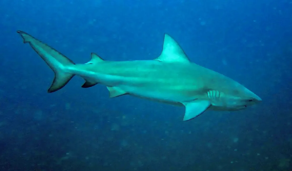 Tubarão-cabeça-chata é provável espécie que atacou garoto em Olinda