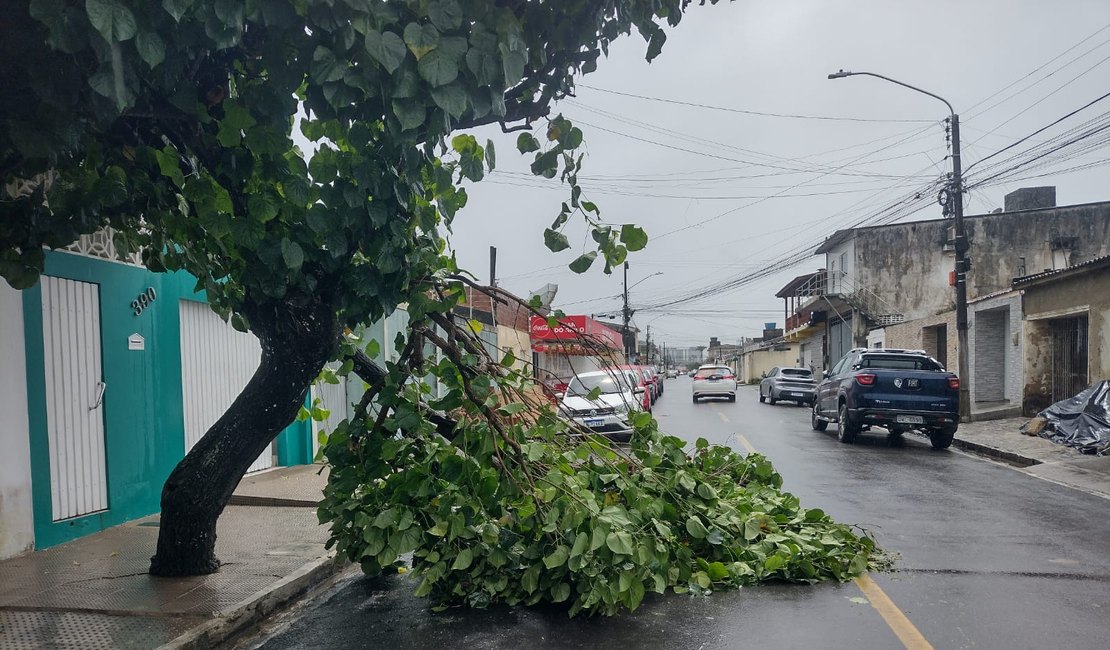 Chuva derruba galho de árvore e via fica parcialmente interditada em Arapiraca