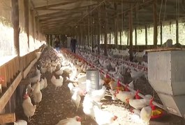 China suspende proibição de importações relacionada à gripe aviária no Brasil