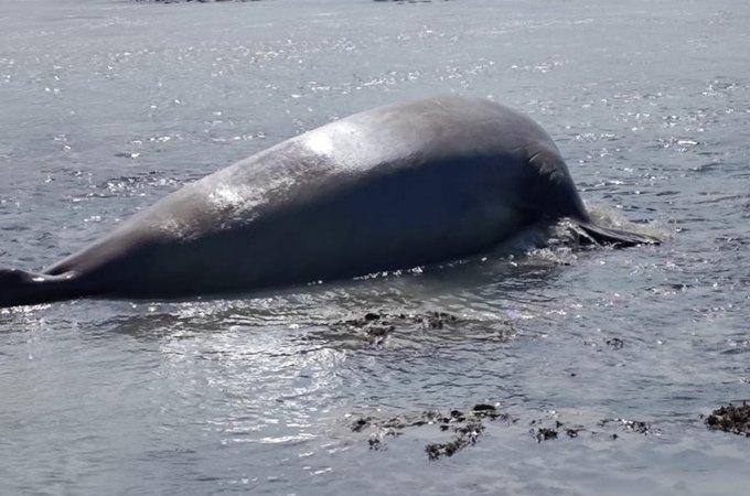 Elefante-marinho é visto na Praia de Antunes, em Maragogi