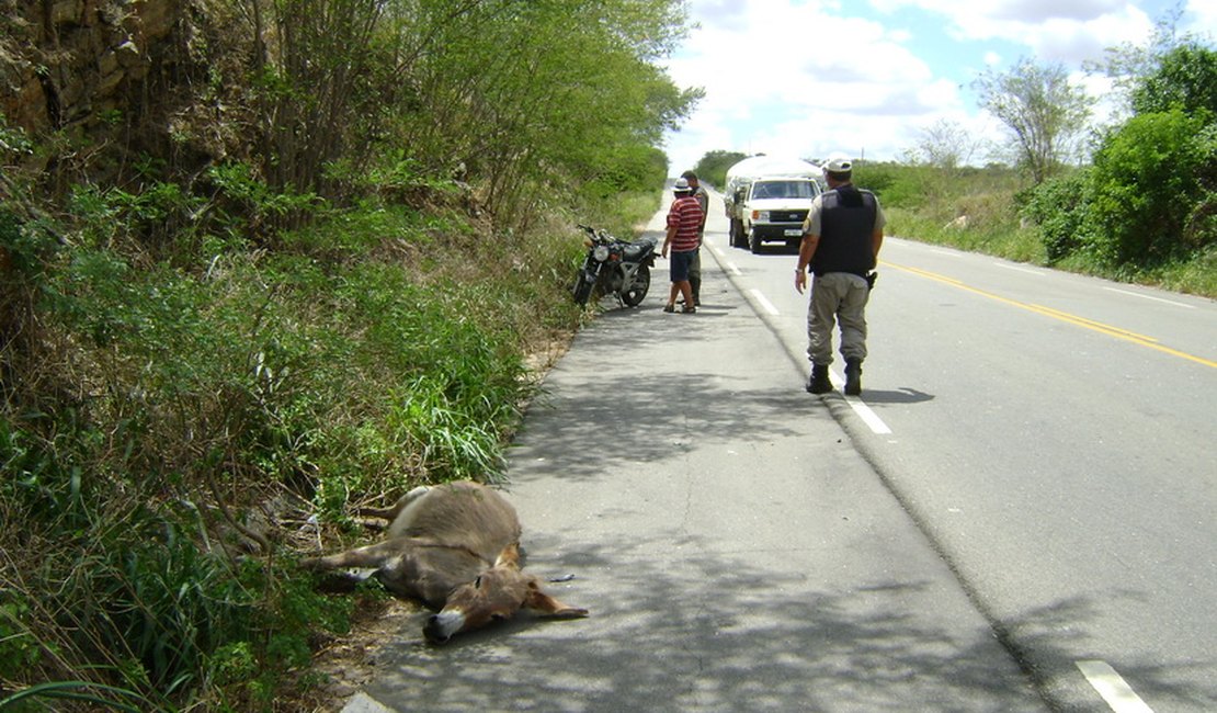 Jumento invade pista e causa acidente na Rodovia AL-220