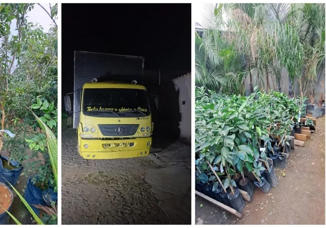 Dono de floricultura é preso após furtar R$ 300 mil em mudas de concorrente