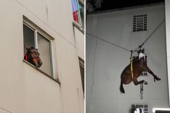 Bombeiros resgatam égua que estava há 10 dias em 3º andar de prédio em São Leopoldo