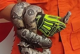 Vídeo. Cobra é resgatada de quintal de residência em Porto de Pedras