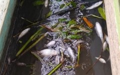 Peixes mortos no Rio Jequiá