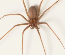 Aranha de seis olhos: estado brasileiro registra mais de 500 ataques em 2024; saiba como se proteger