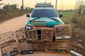 PM-AL apreende duas armas de fogo e resgata 59 animais silvestres em ações de fiscalização