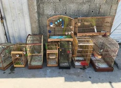 PM apreende 111 aves silvestres mantidas ilegalmente em cativeiro no Litoral Sul de Alagoas