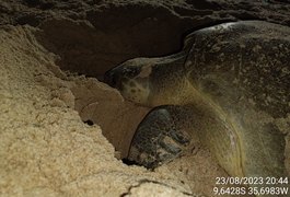 VÍDEO: Belos registros mostram desova de tartaruga-oliva na Praia de Jatíuca, em Maceió