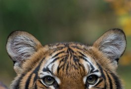 Tigre de 4 anos testa positivo para coronavírus, em Nova York