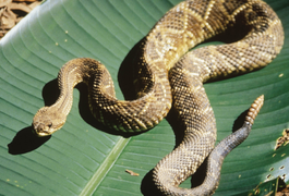 Três pessoas foram internadas vítimas de picada de cobras neste fim de semana em Alagoas