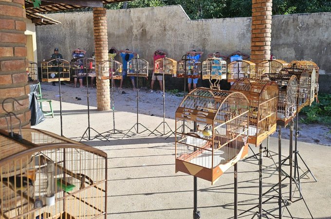 PM-AL reduz em 47% as ocorrências de cativeiro de animais silvestres em 2025