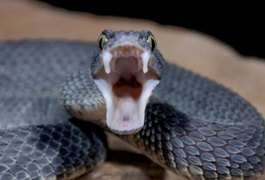 Hospital de Emergência do Agreste atende 44 pessoas picadas por cobras