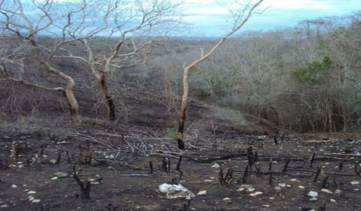 MPF aciona herdeiros por degradação ambiental em área de terra indígena em São Brás