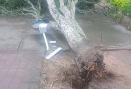 Queda de árvore é registrada na Área Verde, em Arapiraca