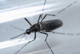 Alagoas já tem mais de 800 casos confirmados de dengue em 2018