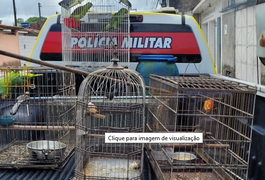 Operação apreende 200 animais silvestres em cidades do interior de Alagoas